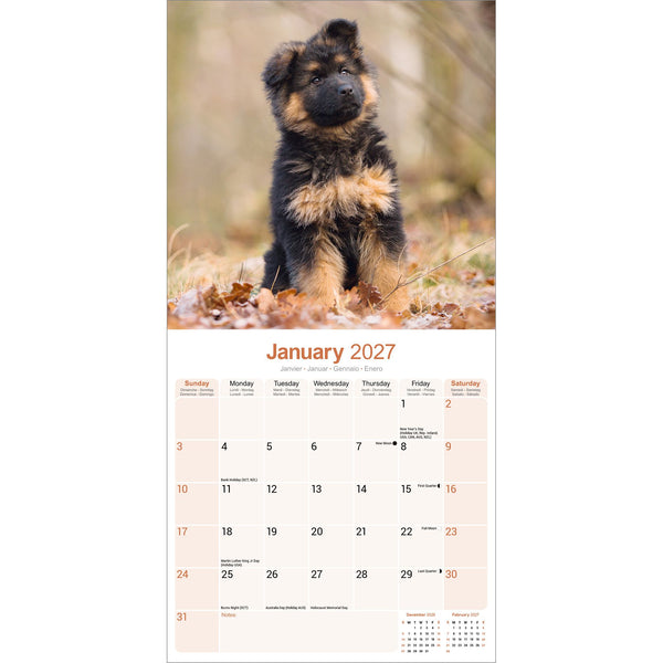 German Shepherd Puppies Calendar 2027