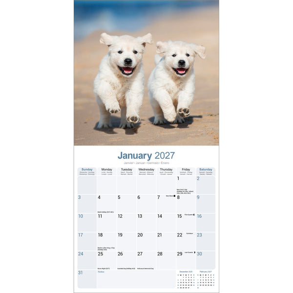Golden Retriever Puppies Calendar 2027