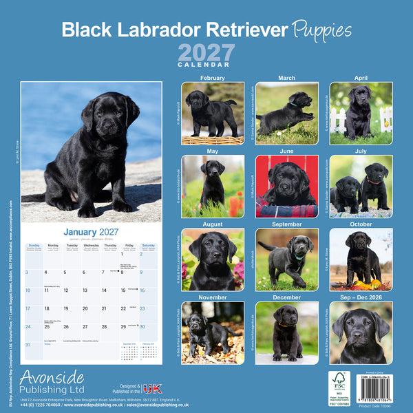 Black Labrador Puppies Calendar 2027
