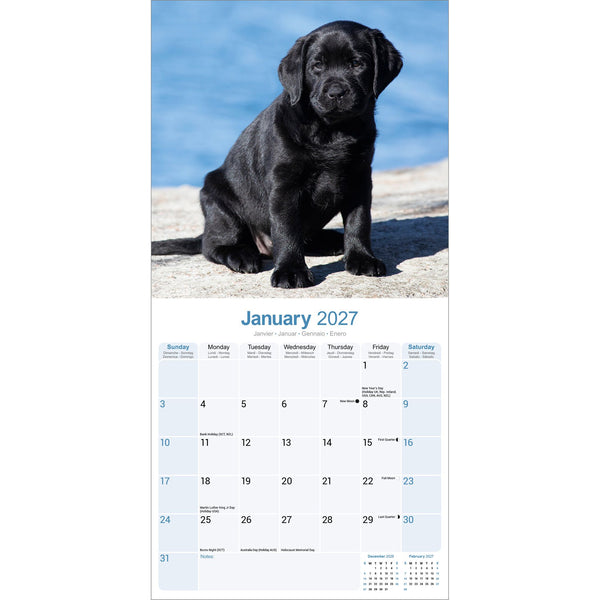 Black Labrador Puppies Calendar 2027