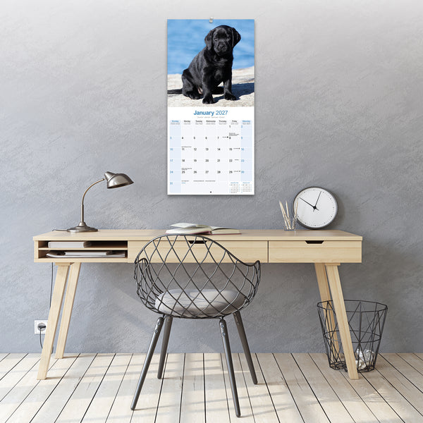 Black Labrador Puppies Calendar 2027