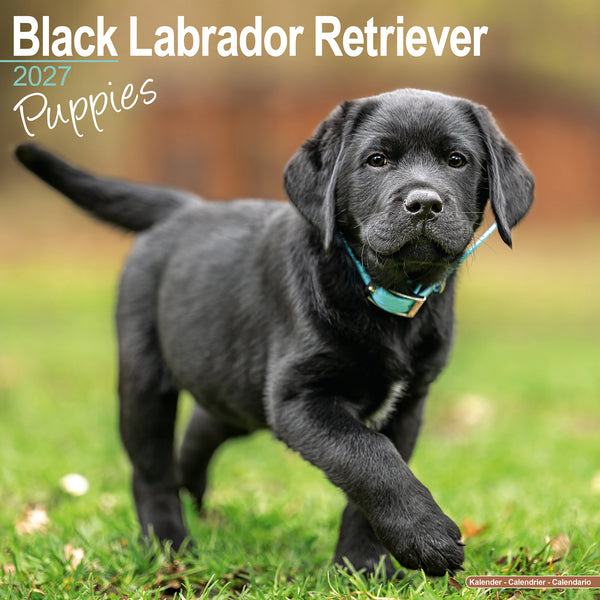 Black Labrador Puppies Calendar 2027