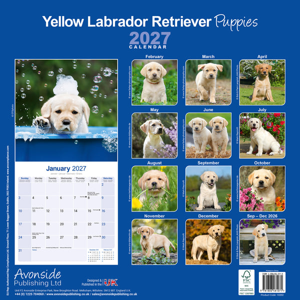 Yellow Labrador Puppies Calendar 2027