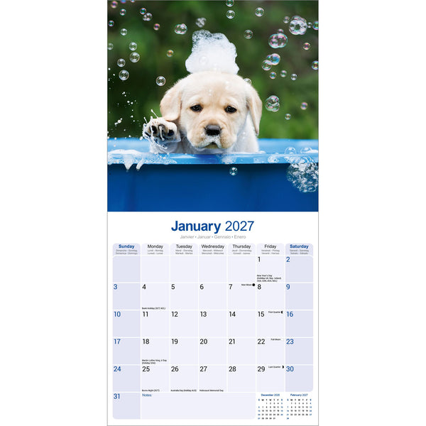 Yellow Labrador Puppies Calendar 2027