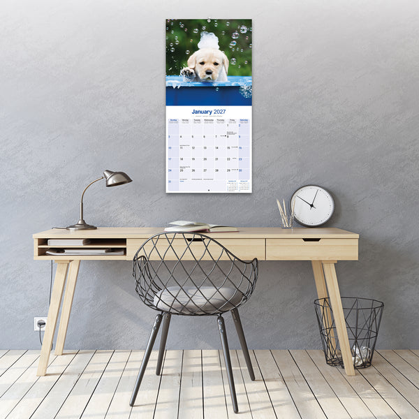 Yellow Labrador Puppies Calendar 2027