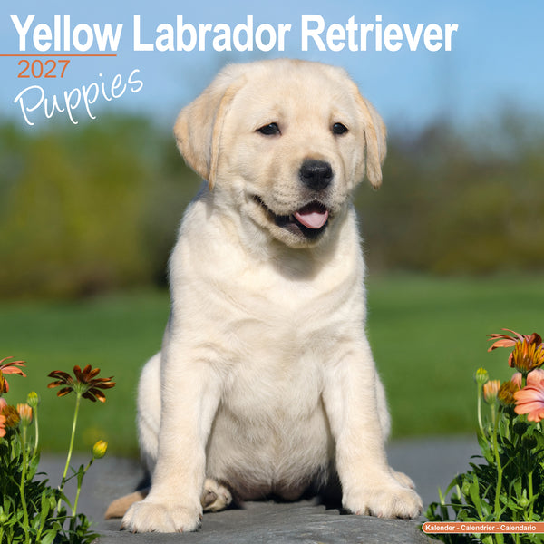 Yellow Labrador Puppies Calendar 2027