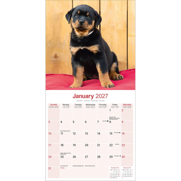 Rottweiler Puppies Calendar 2027