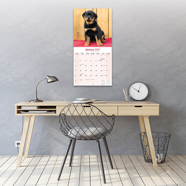 Rottweiler Puppies Calendar 2027