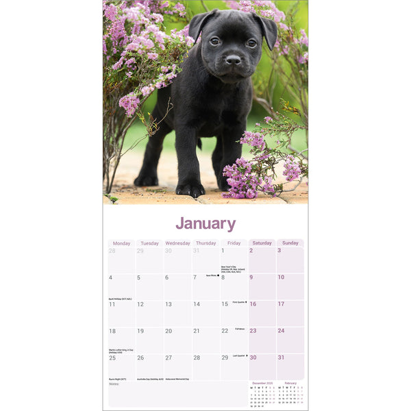 Staffordshire Bull Terrier Puppies Calendar 2027