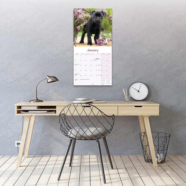 Staffordshire Bull Terrier Puppies Calendar 2027