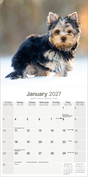 Yorkshire Terrier Puppies Calendar 2027