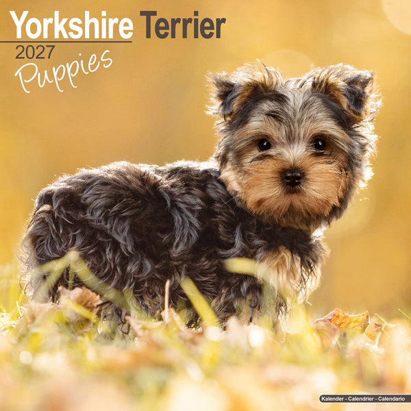 Yorkshire Terrier Puppies Calendar 2027