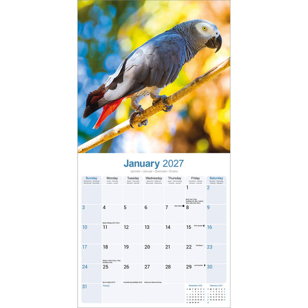 African Greys Calendar 2027