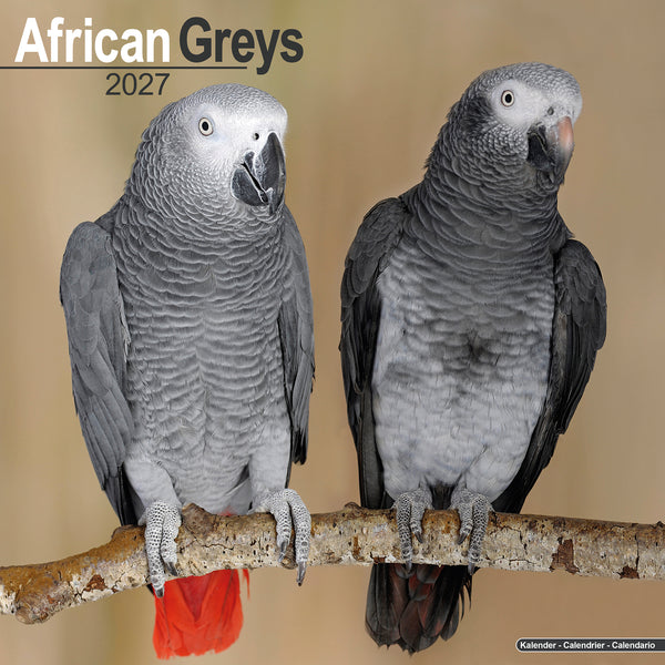 African Greys Calendar 2027