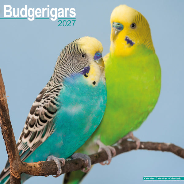 Budgerigars Calendar 2027