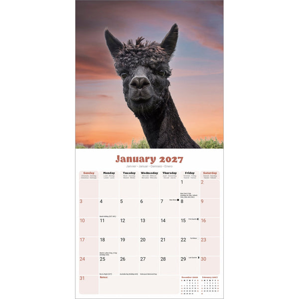 Alpacas Calendar 2027