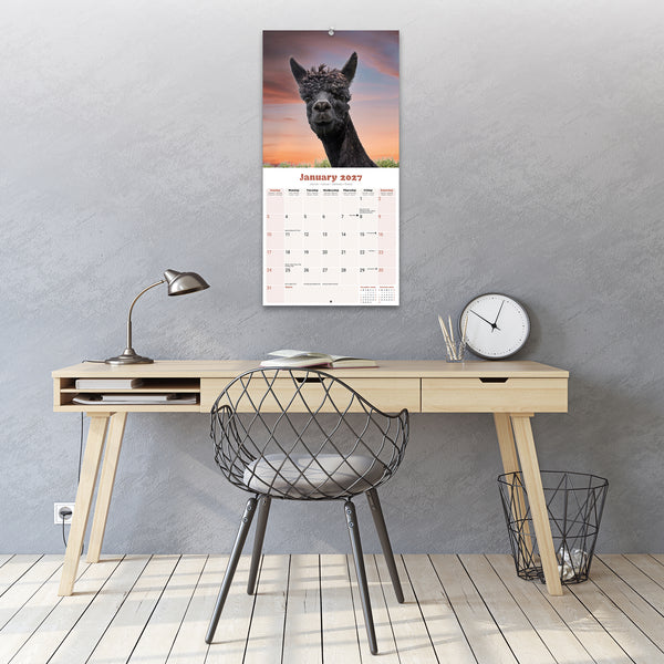 Alpacas Calendar 2027