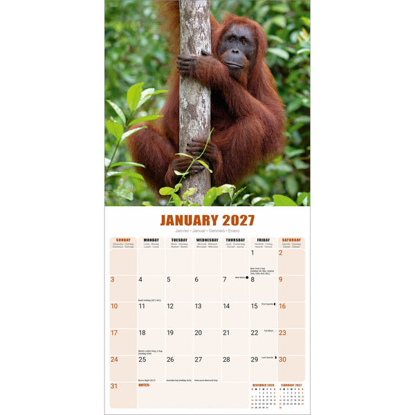 Apes Calendar 2027