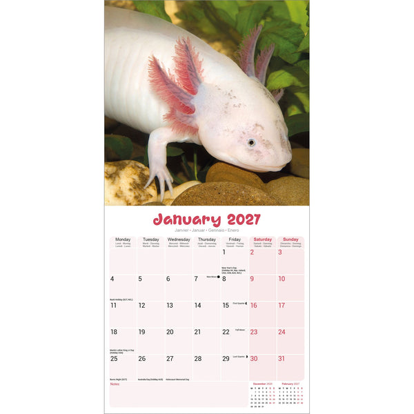 Axolotls Calendar 2027