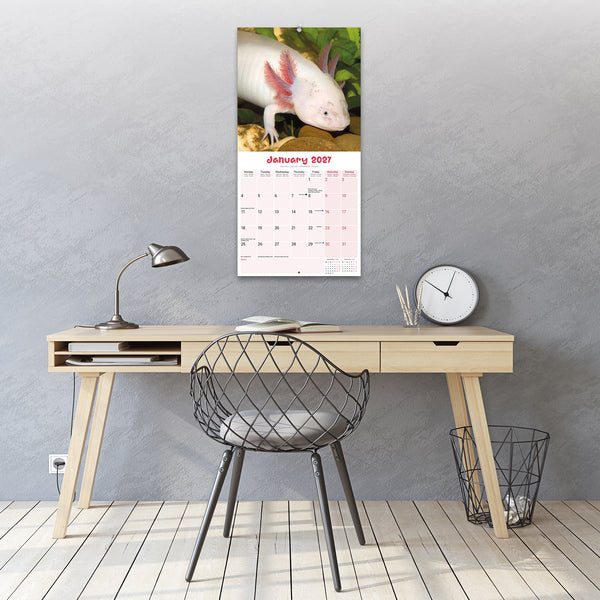 Axolotls Calendar 2027