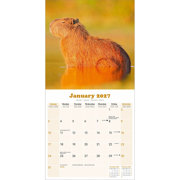 Capybara Calendar 2027