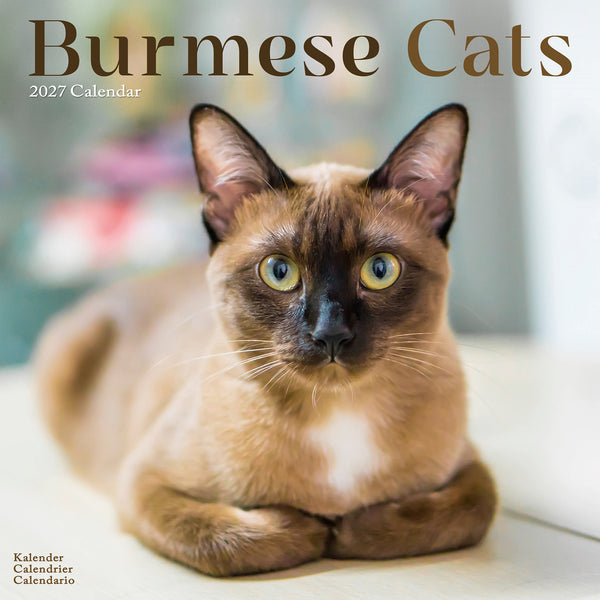 Burmese Cats Calendar 2027