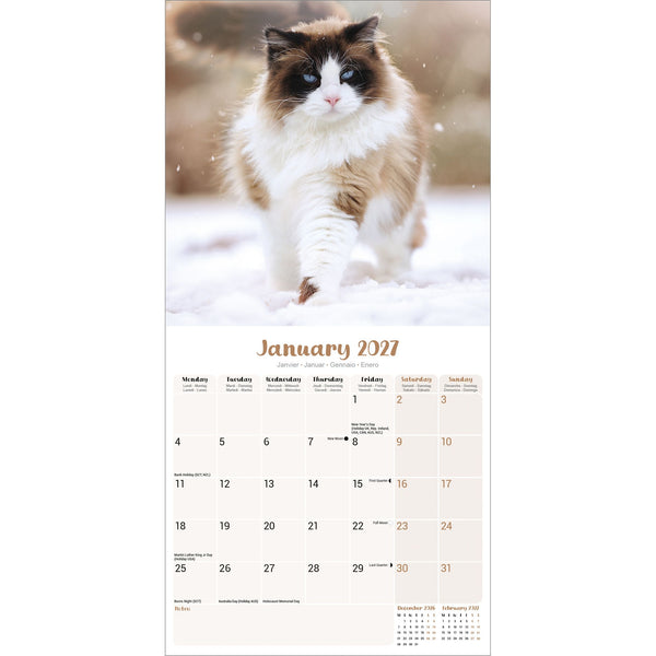 Ragdoll Cats Calendar 2027