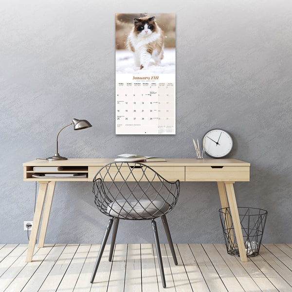 Ragdoll Cats Calendar 2027