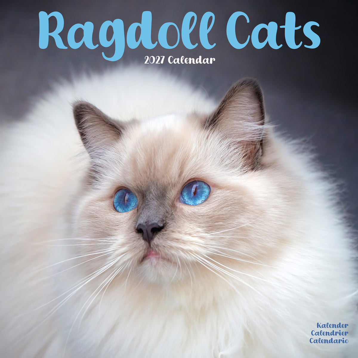 Ragdoll Cats Calendar 2027 – Avonside Publishing Ltd