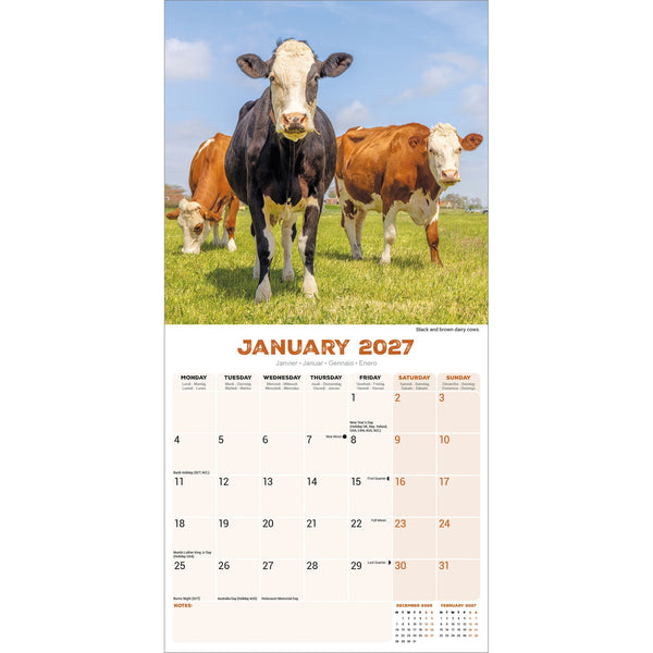 Cows Calendar 2027