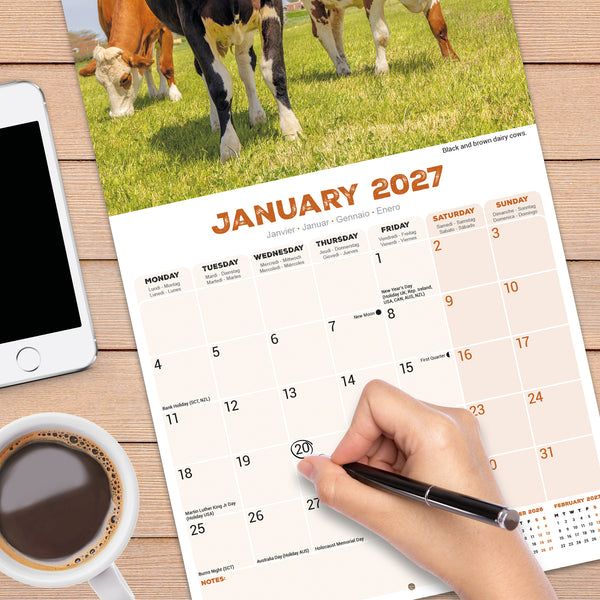 Cows Calendar 2027