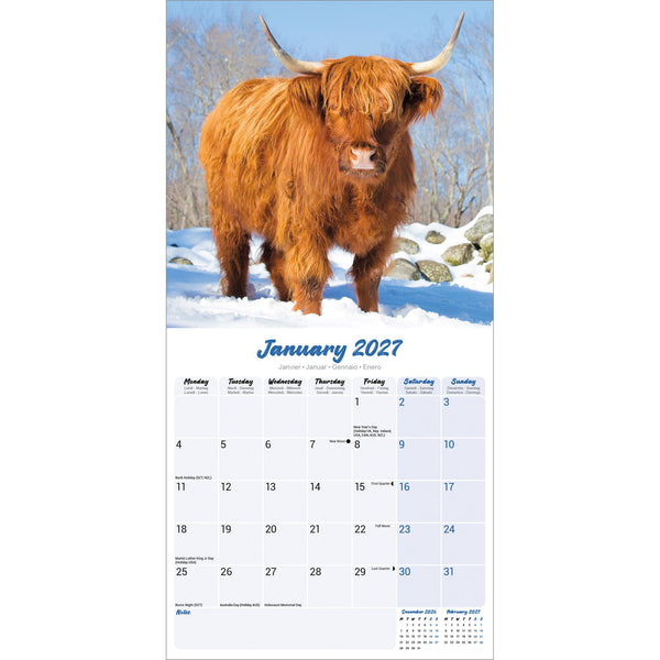 Highland Cows Calendar 2027