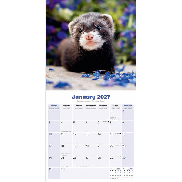 Ferrets Calendar 2027