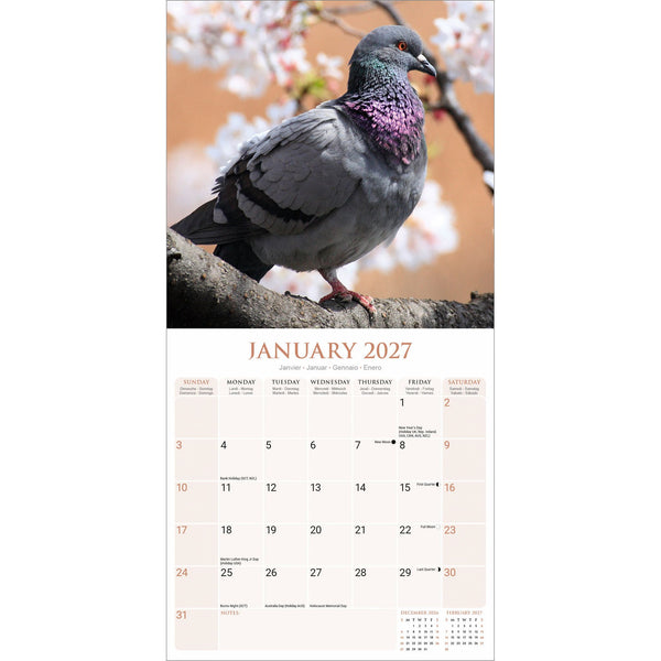 Pigeons Calendar 2027