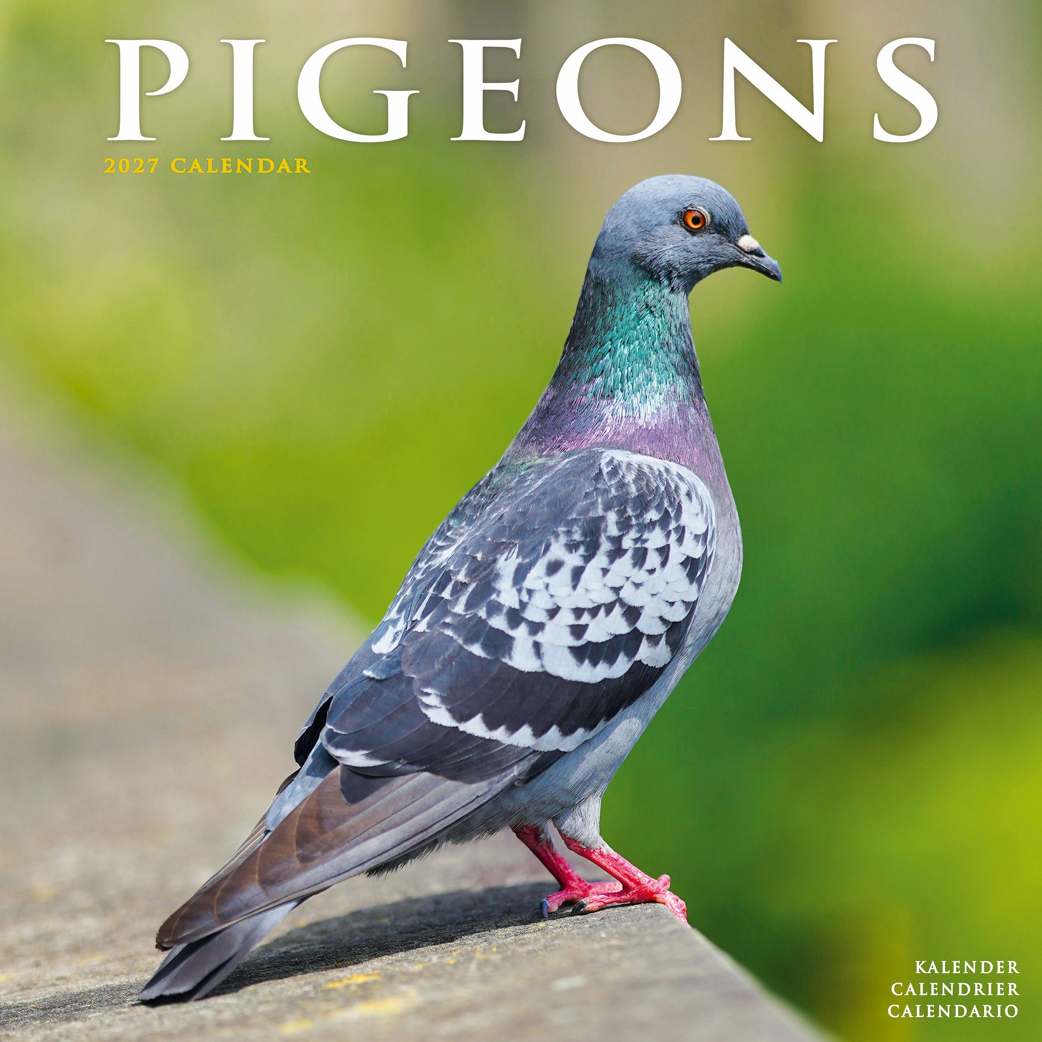 Pigeons Calendar 2027 – Avonside Publishing Ltd