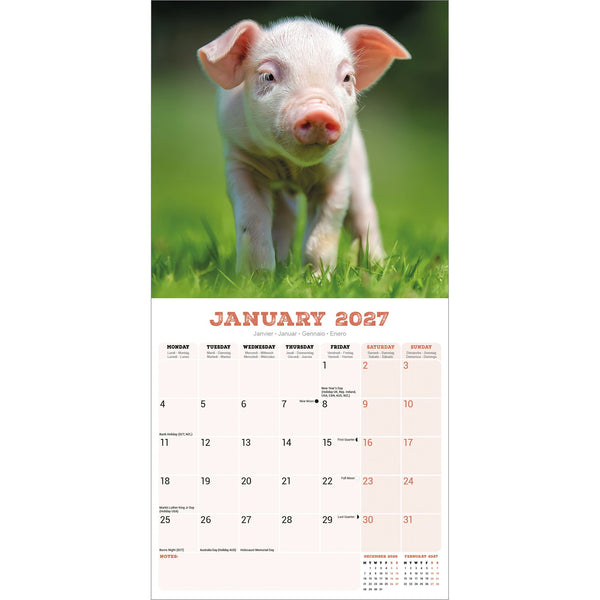 Pigs Calendar 2027