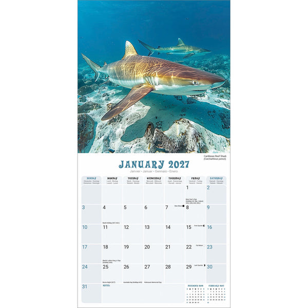 Sharks Calendar 2027