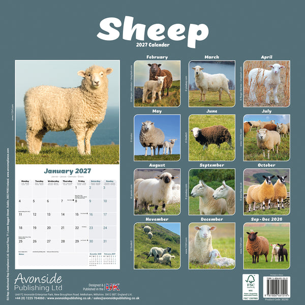 Sheep Calendar 2027