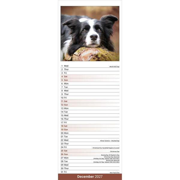 Border Collie Calendar 2027 Slimline