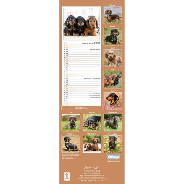 Dachshund Calendar 2027 Slimline