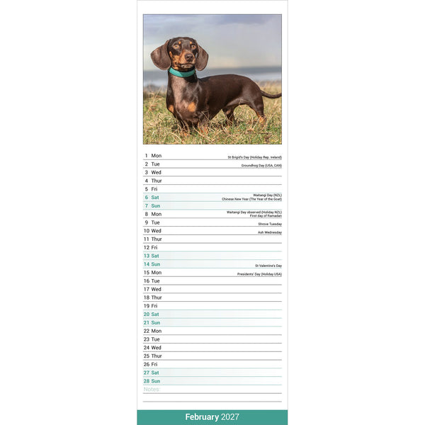 Dachshund Calendar 2027 Slimline
