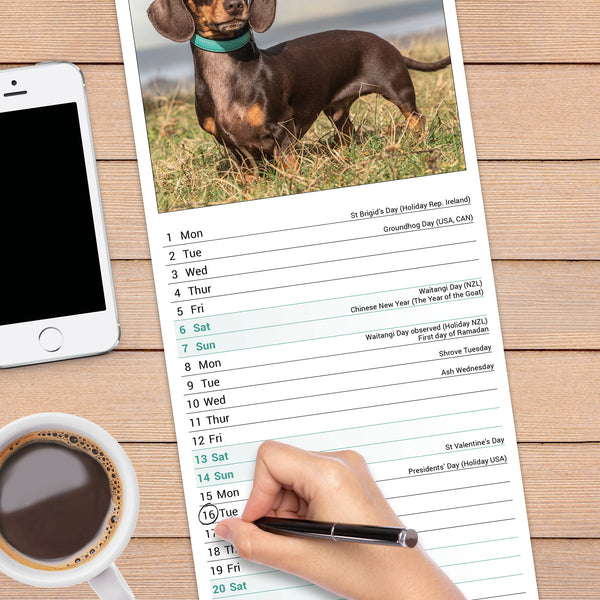 Dachshund Calendar 2027 Slimline
