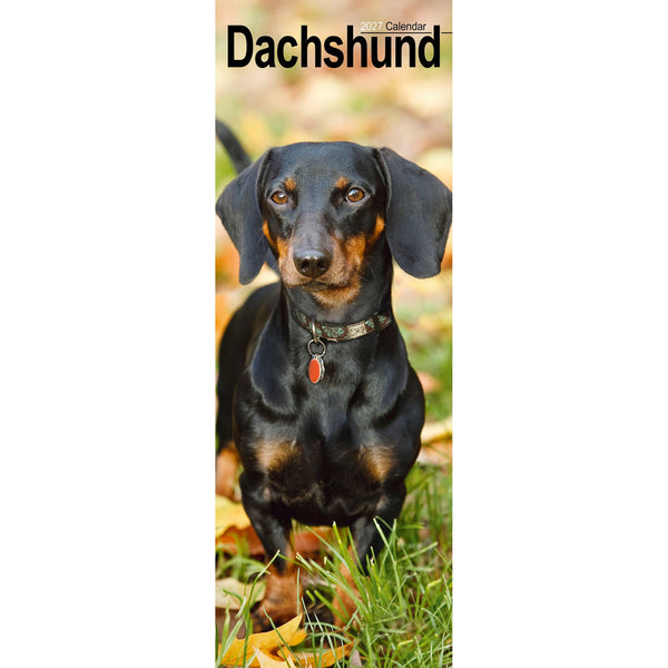 Dachshund Calendar 2027 Slimline