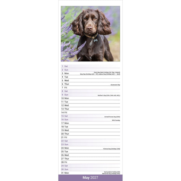 English Cocker Spaniel Calendar 2027 Slimline