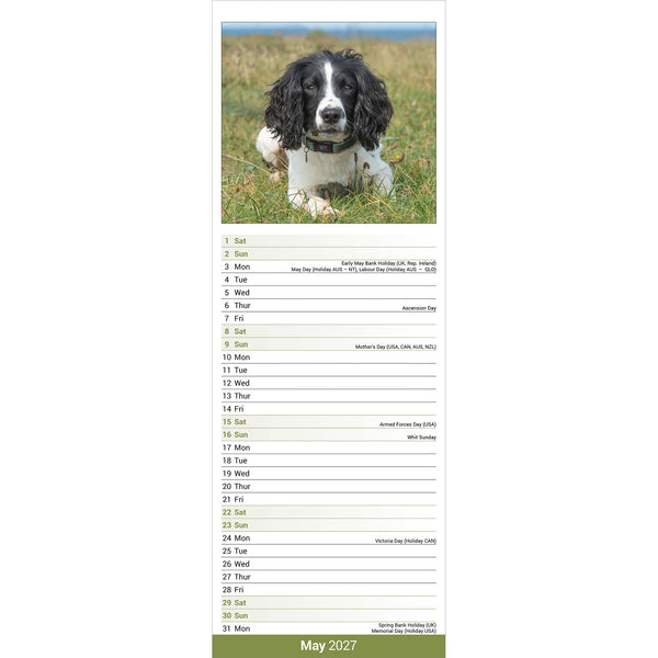 English Springer Spaniel Calendar 2027 Slimline