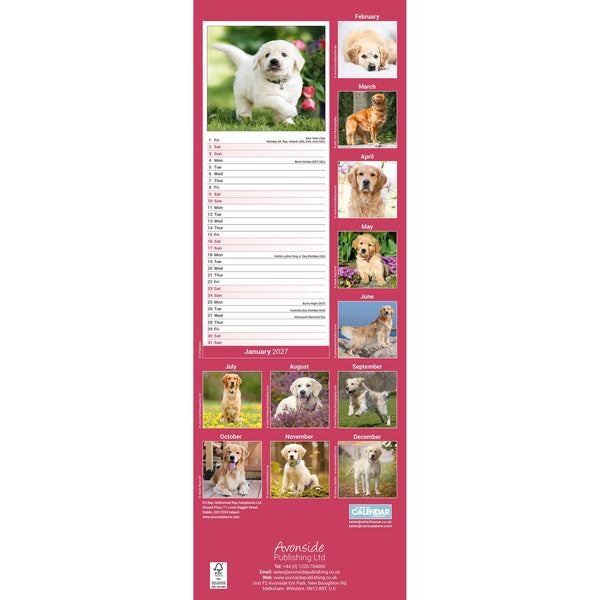 Golden Retriever Calendar 2027 Slimline