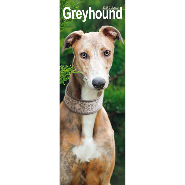 Greyhound Calendar 2027 Slimline