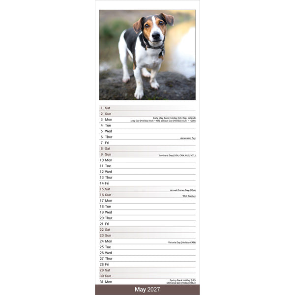 Jack Russell Calendar 2027 Slimline