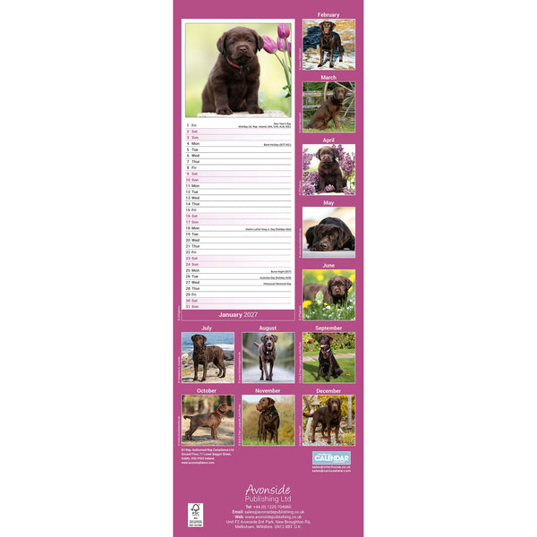 Chocolate Labrador Retriever Calendar 2027 Slimline