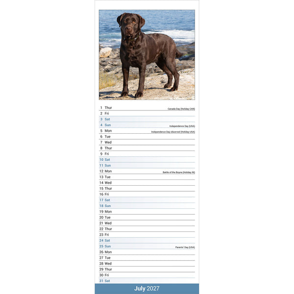 Chocolate Labrador Retriever Calendar 2027 Slimline